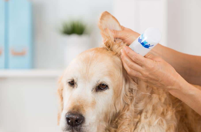 Best Dog Ear Cleaners  