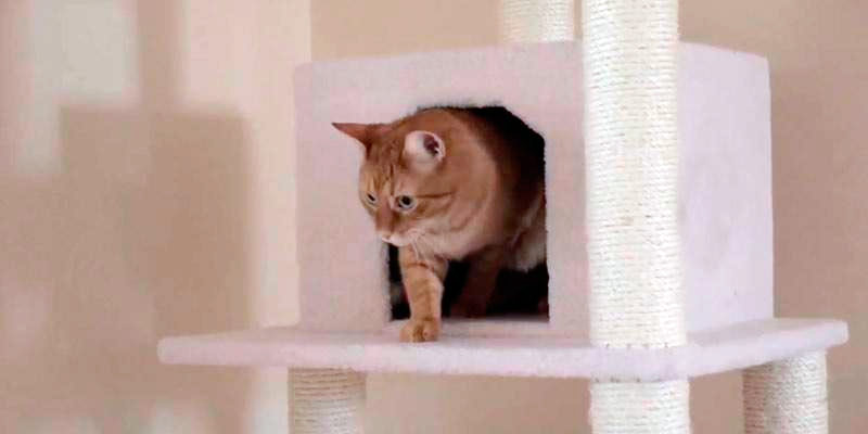 Detailed review of Armarkat Cat Tree Furniture Condo