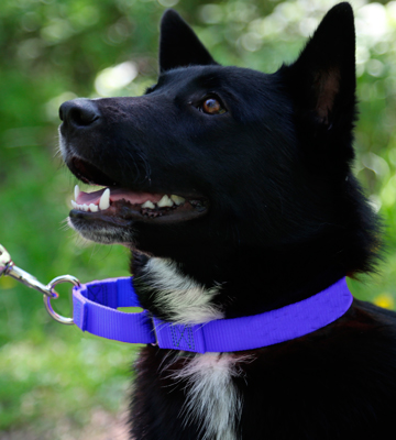 Review of Max and Neo Nylon Martingale Collar