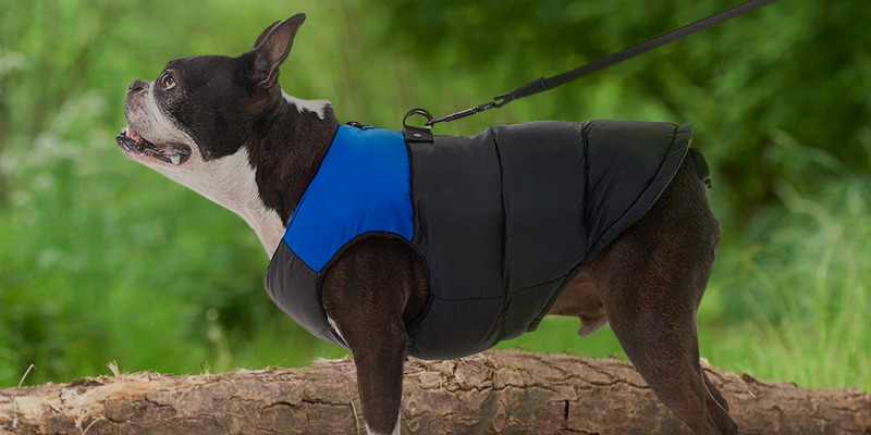 Review of Gooby Zip Up with D Ring Leash Dog Coat