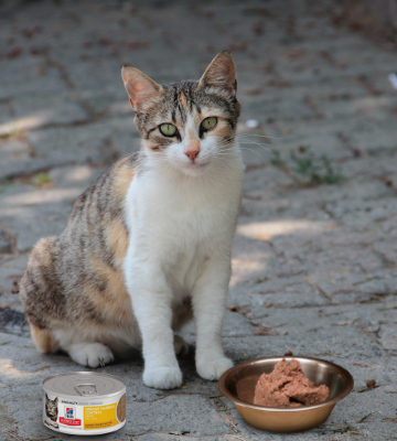 Review of Hill's Science Diet Wet Cat Food