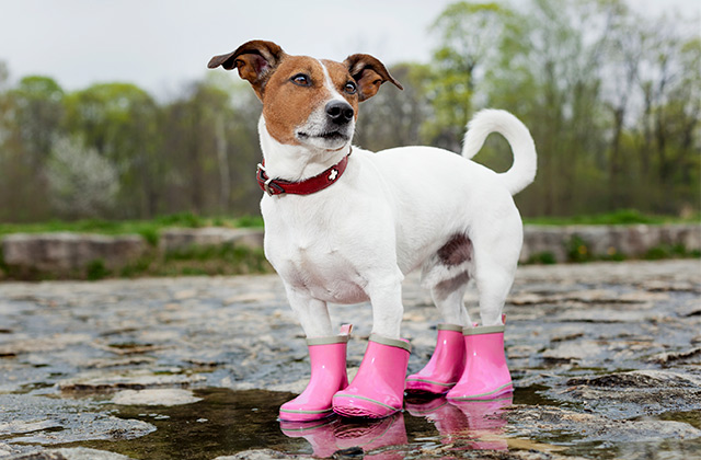 Best Dog Boots  