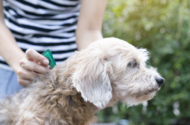 Comparison of Dog Flea Treatments
