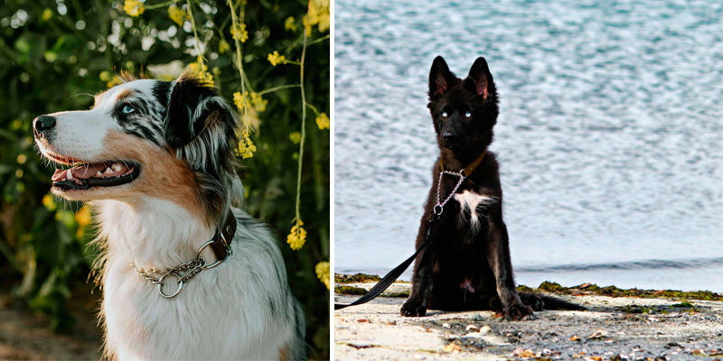 Review of Angel Pet Supplies Inc. Genuine Leather Rio Handmade Martingale Dog Collar