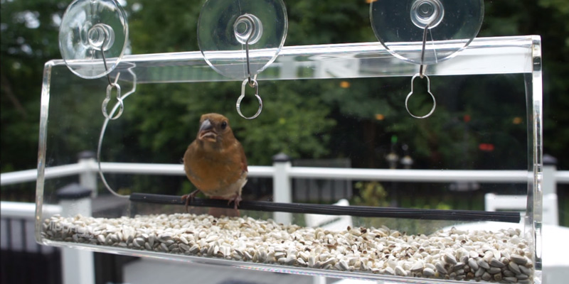 Review of Nature's Hangout Window Bird Feeder with Removable Tray, Clear Acrylic
