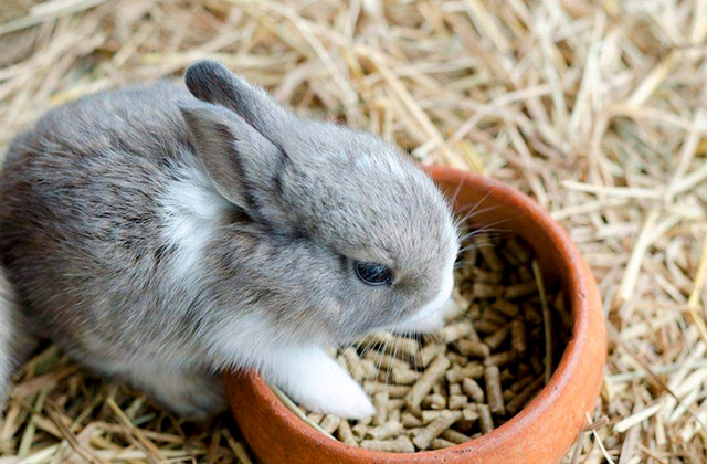 Best Rabbit Food  