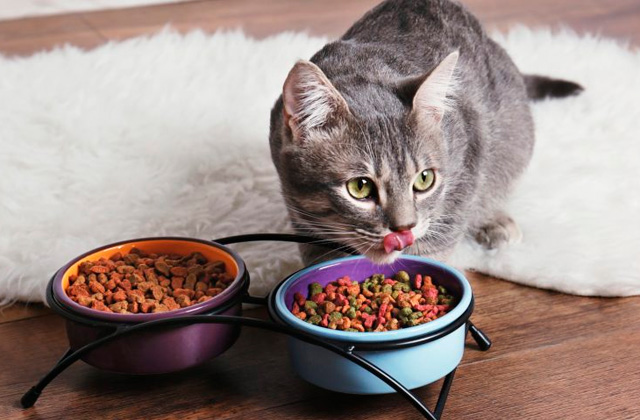 Comparison of Dry Cat Food