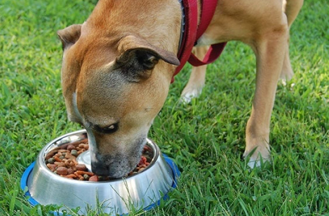 Comparison of Dog Food for Pitbulls