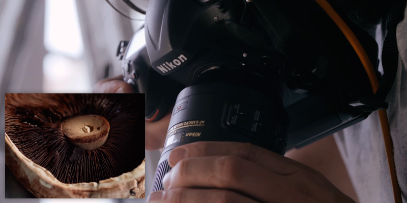Review of Nikon AF-S VR Micro NIKKOR 105mm f2.8G IF-ED Fixed Macro Lens