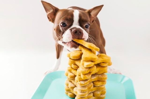 Best Dog Treats to Make Your Pets Happier  