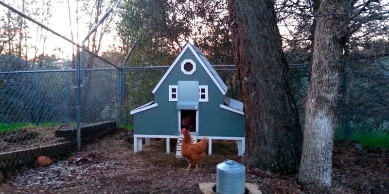 Review of AdorStore ADOR1 Automatic Chicken Coop Door, COMPLETE with BATTERY