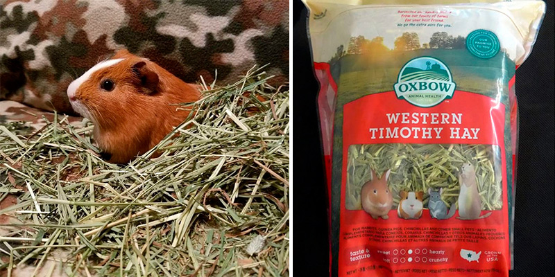 Review of Oxbow Animal Health Western Timothy Hay Food for Small Pets