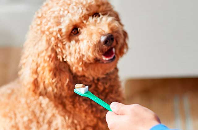 Best Dog Toothpastes  