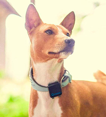 Review of Tractive 3G GPS Dog Tracker