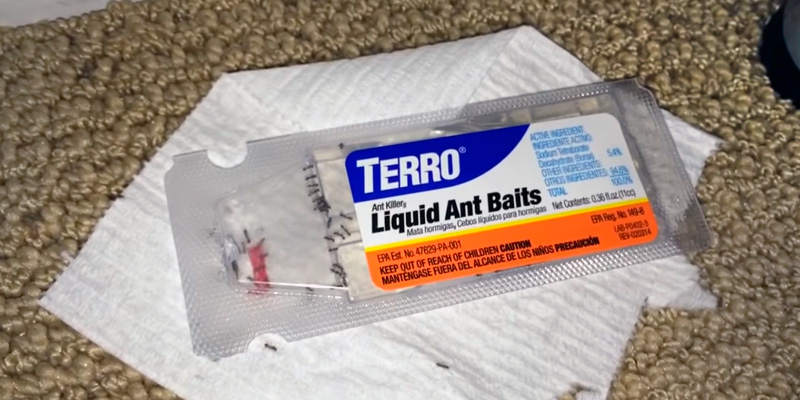 Review of Terro T300B Liquid Ant Baits