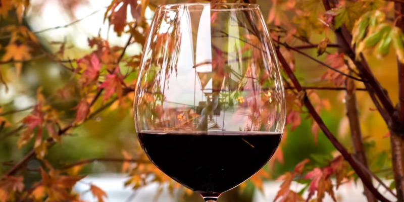Review of Schott Zwiesel Classic Wine Glass