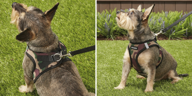 Review of Best Pet Supplies Voyager Step-in Air Dog Harness