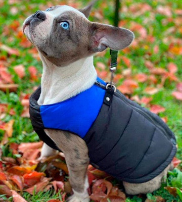 Review of Gooby Zip Up with D Ring Leash Dog Coat