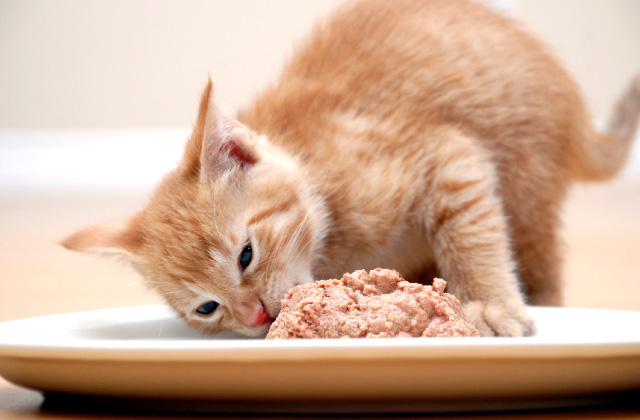 Comparison of Wet Cat Food