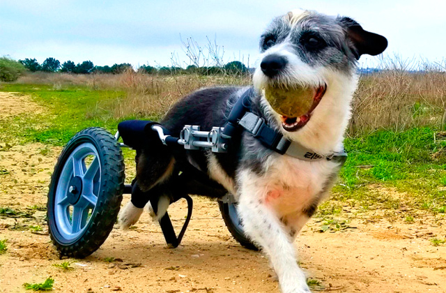 Best Dog Wheelchairs  
