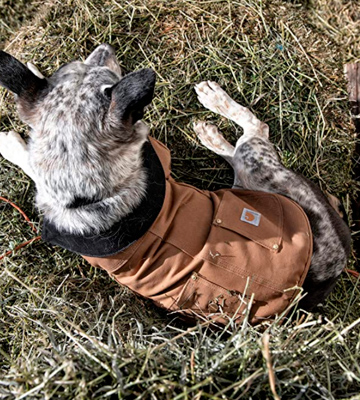 Review of Carhartt Chore Water Repellent Cotton Dog Coat