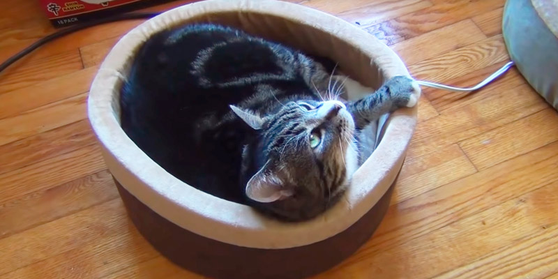 Review of K&H Pet Products Thermo-Kitty Cat Bed
