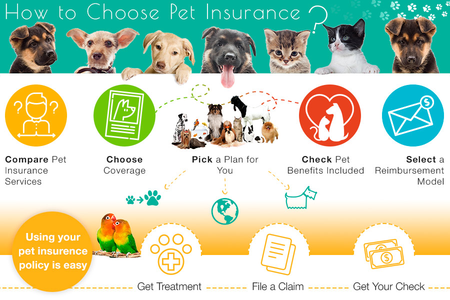 Comparison of Pet Insurance Services
