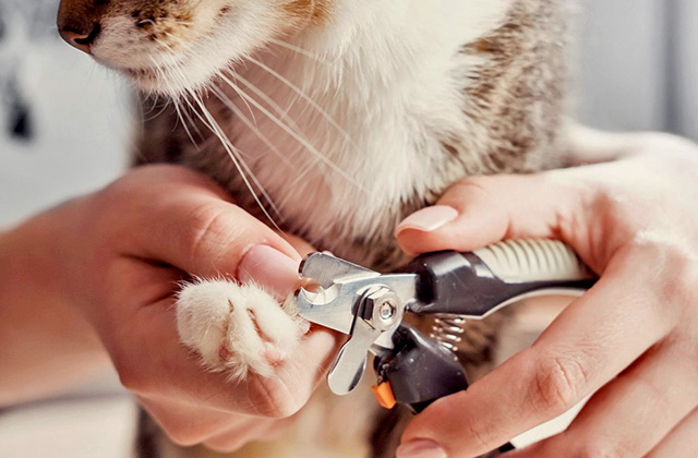 Comparison of Cat Nail Clippers