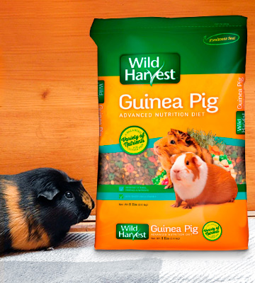 Review of Wild Harvest Advanced Nutrition Diet for Guinea Pigs