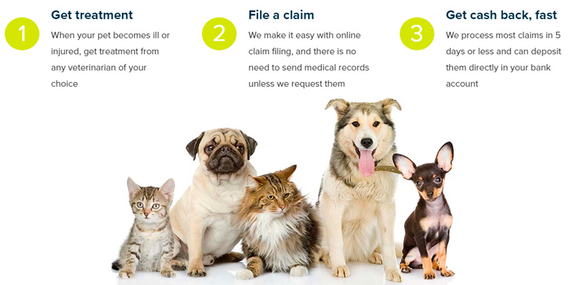 Review of Pets Best Pet Insurance for Dogs and Cats