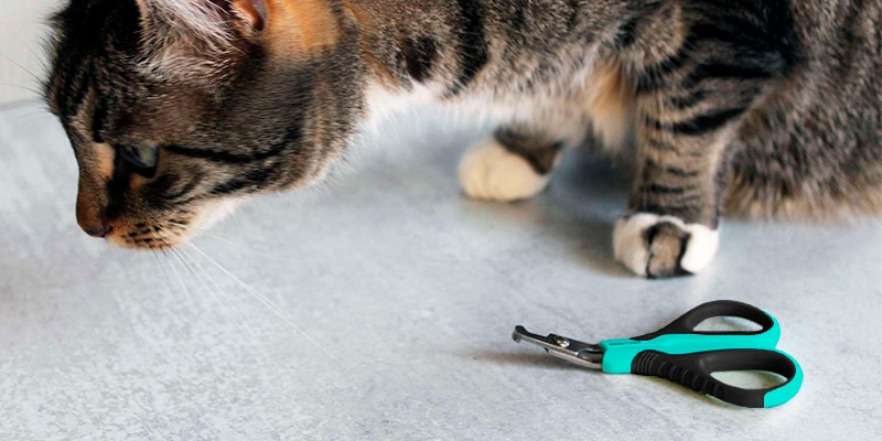 Review of JOFUYU Updated 2020 Version Professional Cat Nail Clippers and Trimmer