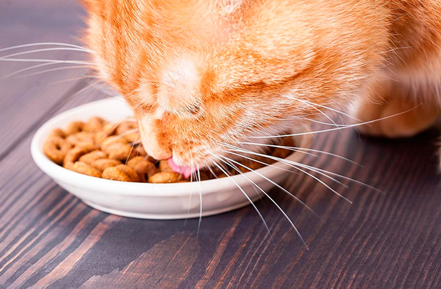 Comparison of Raw Cat Food