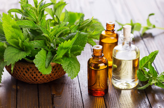 Comparison of Peppermint Essential Oils for Refreshing and Recovering