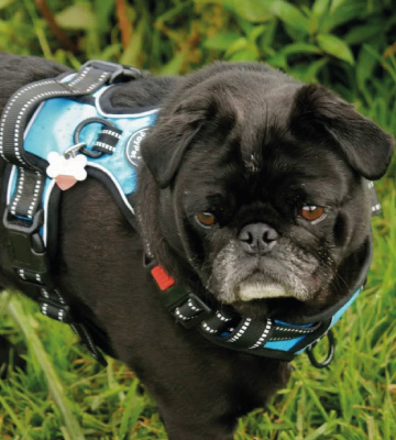 Review of PoyPet Reflective Adjustable Soft Padded Dog Harness