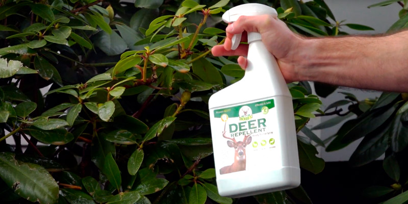 Review of Bobbex B550110 32 oz Deer Repellent Ready To Use Spray