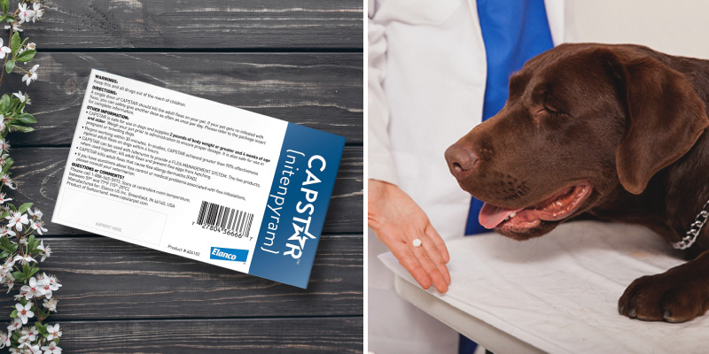 Review of Capstar Fast-Acting Oral Flea Treatment for Small Dogs