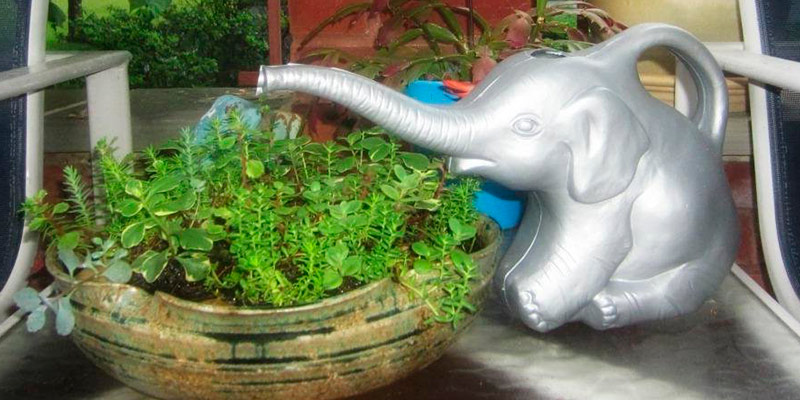 Review of Union 63182 Elephant Watering Can