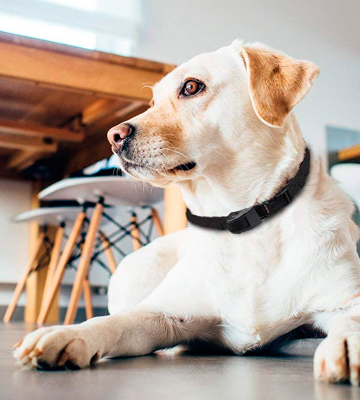 Review of Petiner Dog Bark Control Collar