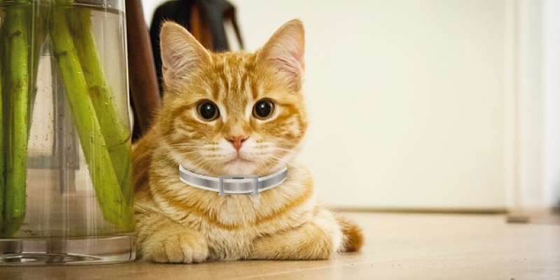 Review of Hartz UltraGuard Pro Reflective Flea & Tick Collar for Cats and Kittens