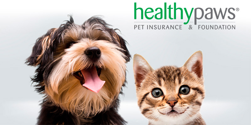 Detailed review of Healthy Paws Pet Insurance - Bestadvisor