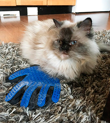 Review of DELOMO for Cat with Long & Short Fur Pet Grooming Brush Glove