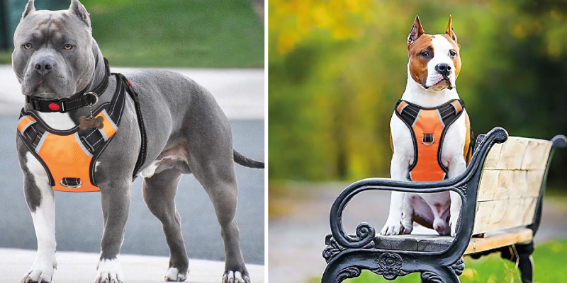 Review of BABYLTRL Adjustable Oxford Soft Big Dog Harness