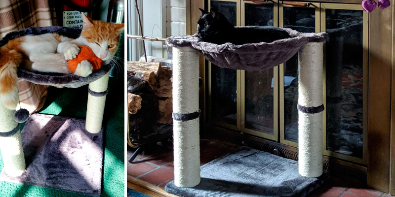Review of AmazonBasics Cat Scratching Post and Hammock