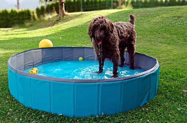 Best Dog Pools  