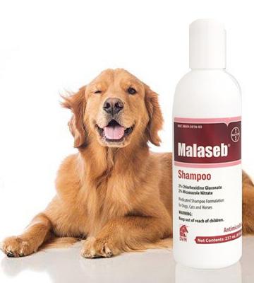 Review of Malaseb Medicated Antibacterial Shampoo