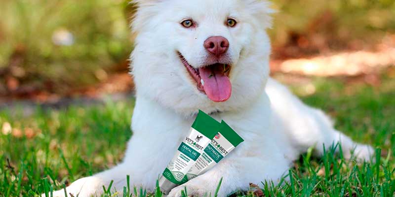 Review of Vet’s Best Enzymatic Dog Toothpaste