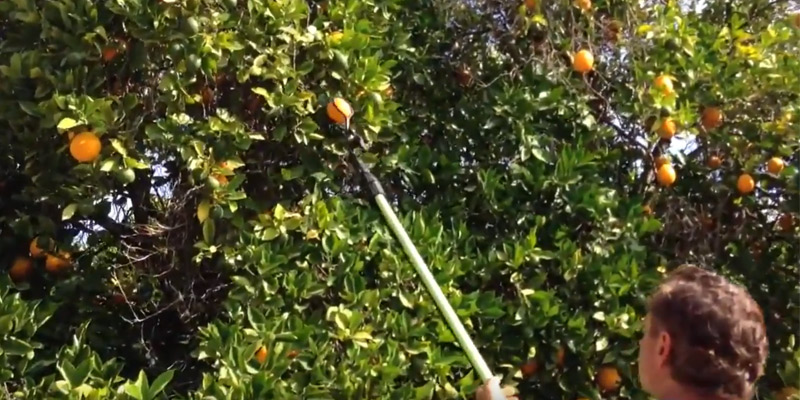 Review of The Twister Fruit Picker Tool with Extension Pole
